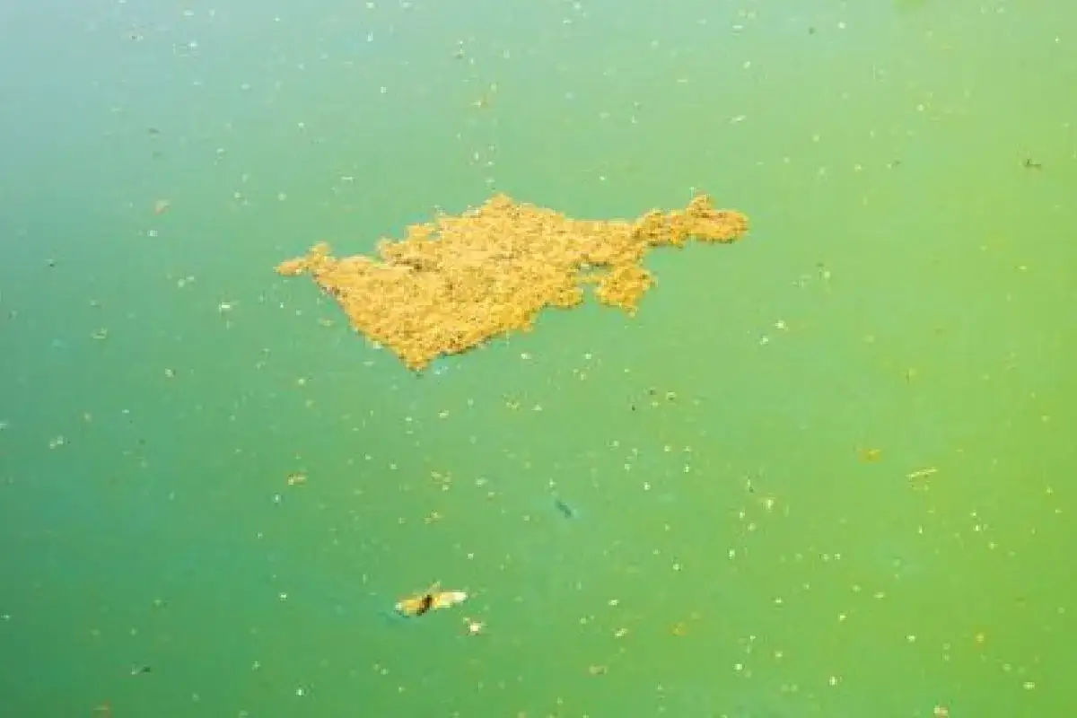 Gros amas de différentes algues piscine flottant sur l'eau verte. Un petit insecte nage à la surface.