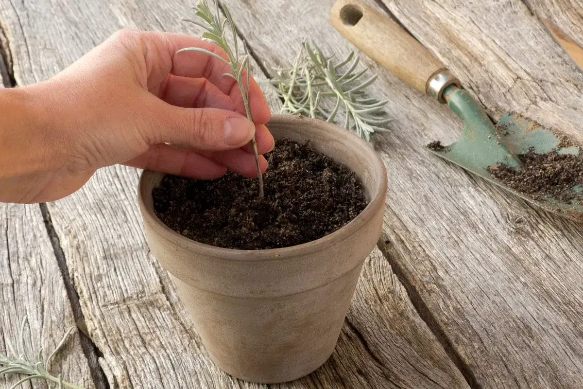 Main d'une personne plantant une bouture de lavande dans un pot rempli de terre. Une petite pelle à côté.