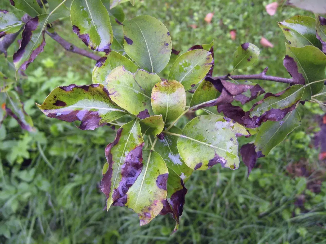 Feuilles de poirier atteintes par la maladie, présentant des taches brunes et violacées sur les bords.