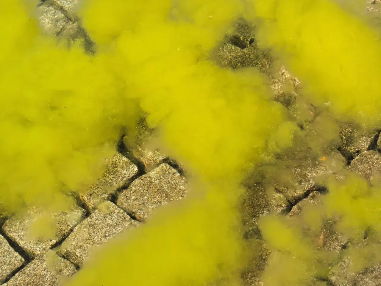 Une algue moutarde envahit le fond d'une piscine, recouvrant les pierres et le ciment d'une teinte jaune vif.