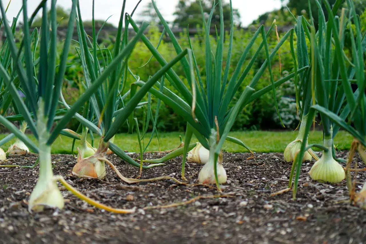 Des oignons en pleine croissance dans un potager. Le sol est visible, avec des feuilles vertes et des bulbes blancs et jaunes. Id&eacute;al pour savoir quand planter les oignons.