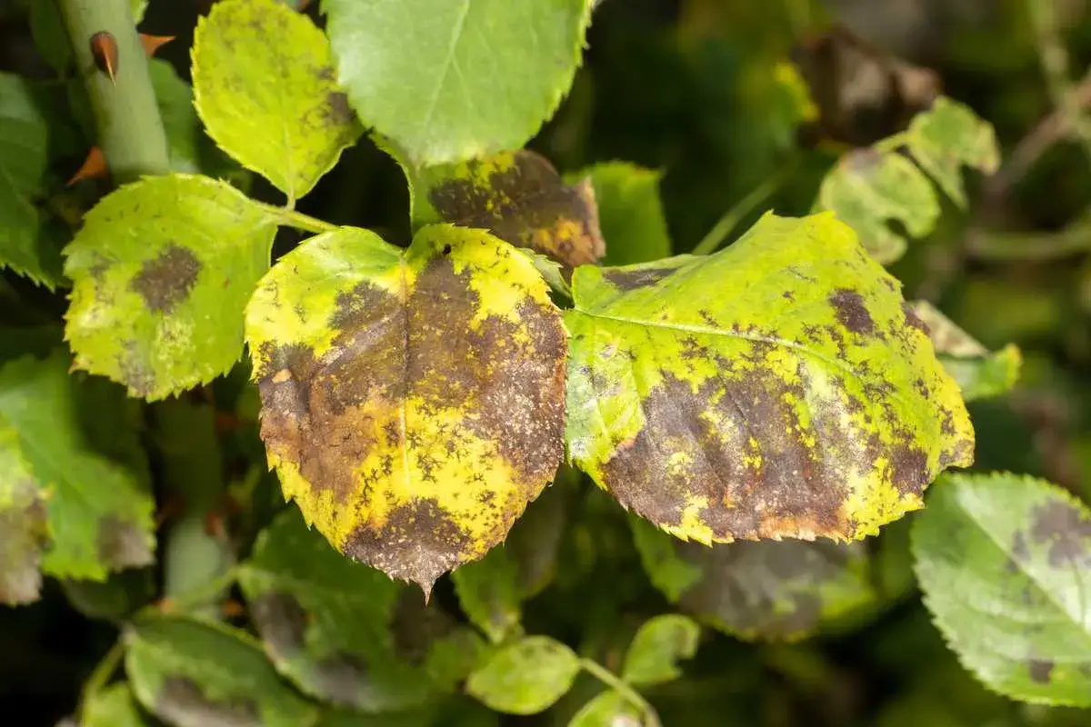 Feuilles de rosier atteintes de maladie, jaunissantes et couvertes de taches brunes. Photo de maladie des rosiers.