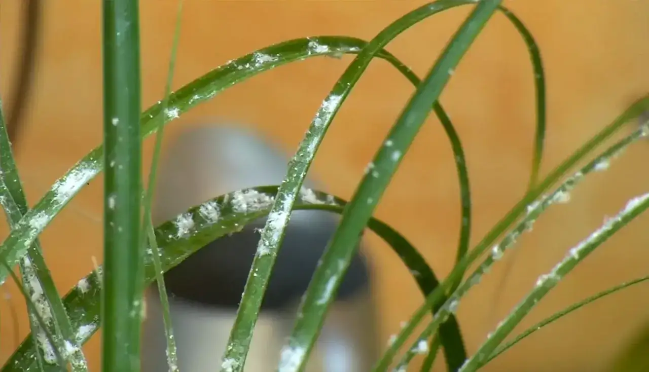 Plantes vertes envahies par des cochenilles farineuses. Apprenez comment se débarrasser des cochenilles pour sauver vos plantes.