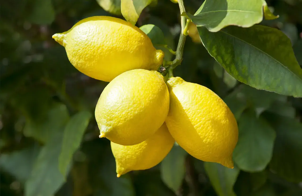 Quatre citrons jaunes brillants pendent d'une branche, signe de la floraison du citronnier.