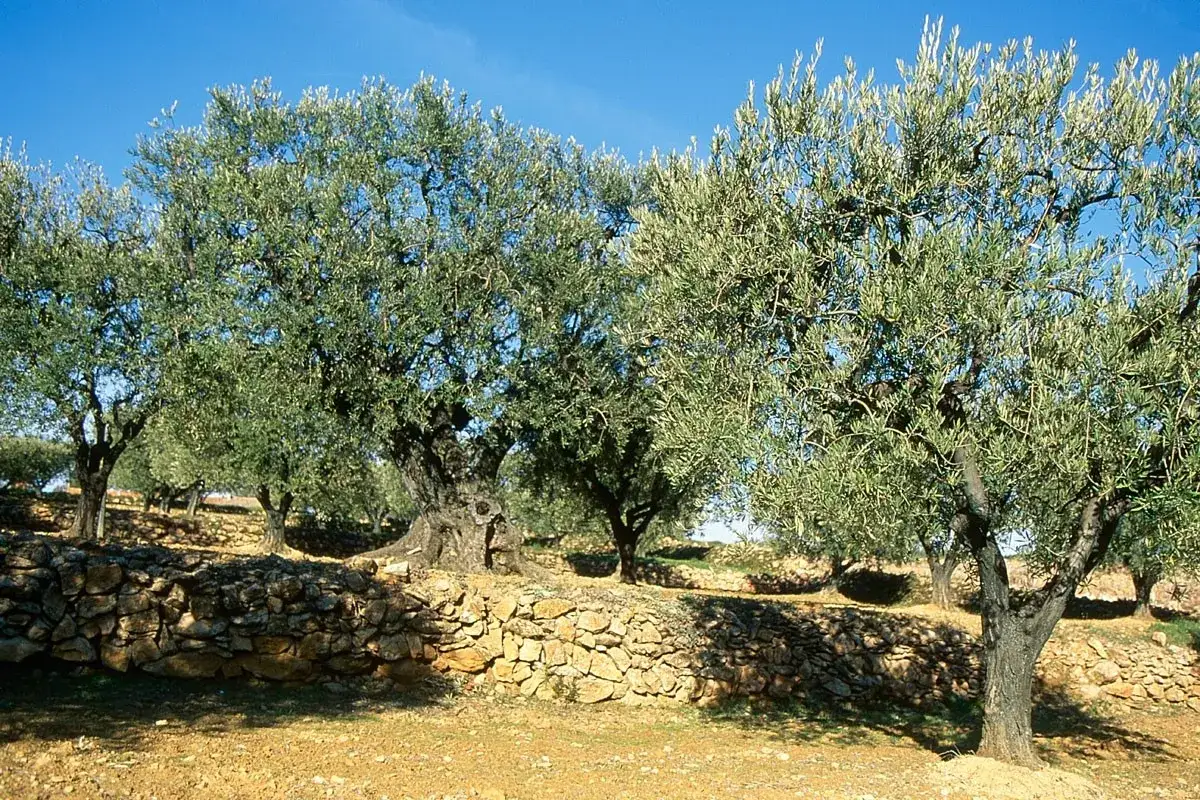 Un champ d'oliviers sous un ciel bleu. Les arbres anciens, aux troncs noueux, se dressent derrière un muret de pierres sèches. L'idée de planter un olivier pour l'avenir.