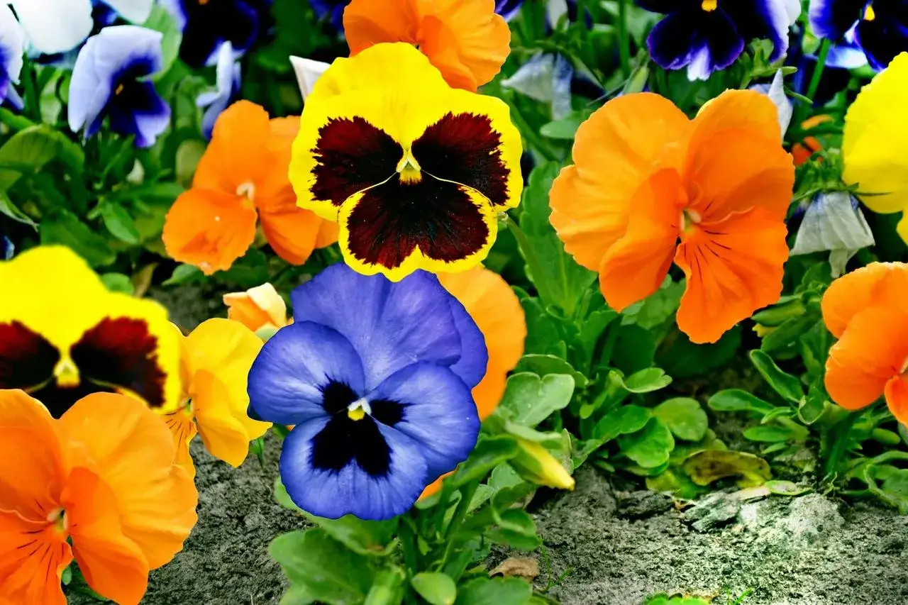 Un parterre coloré de pensees fleur aux teintes vives : jaune, orange, bleu et violet.