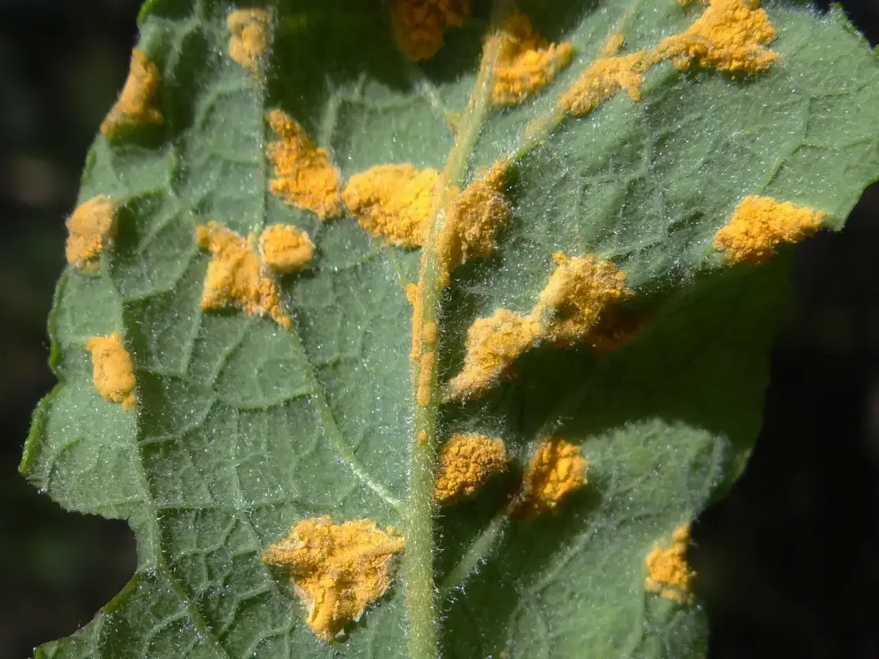 Feuille verte recouverte de pustules orangées, signe de la rouille de l'ail.