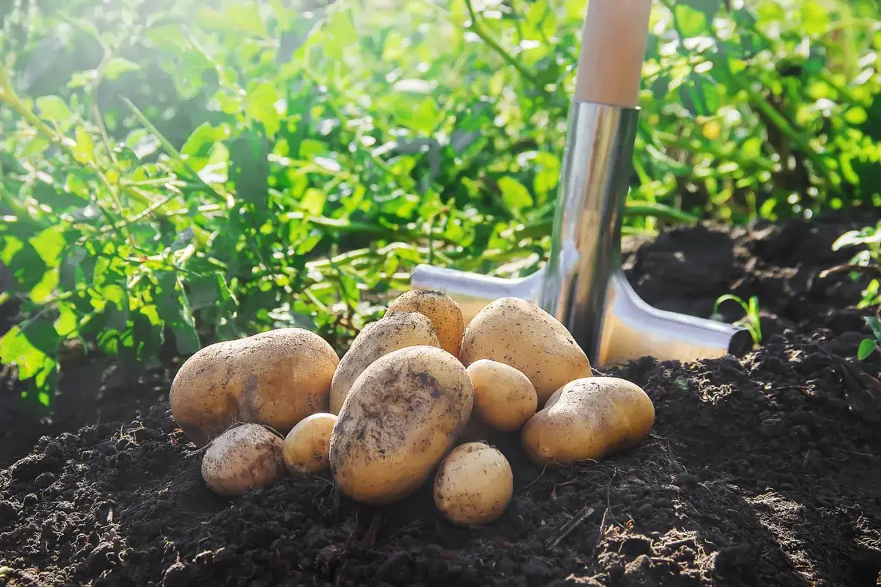 Un tas de pommes de terre fra&icirc;chement r&eacute;colt&eacute;es dans la terre, avec une pelle &agrave; proximit&eacute;. Le moment id&eacute;al pour savoir quand r&eacute;colter les pommes de terre.