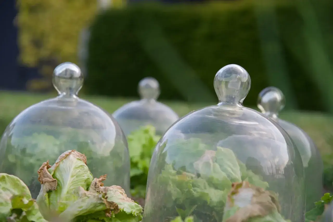 Des cloches en verre protègent des salades dans un potager, à l'abri des limaces gourmandes.