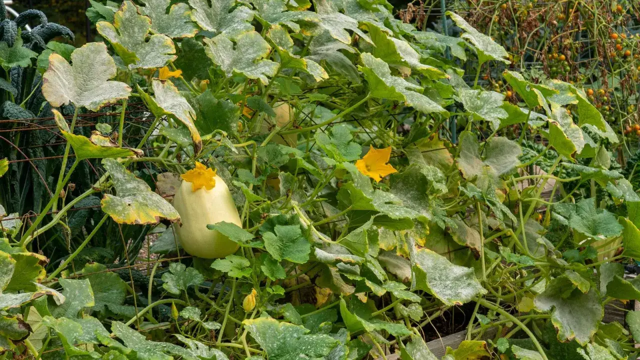 Courge spaghetti en pleine croissance, ses feuilles vertes et jaunes parsemées de poudre blanche, annonçant une future récolte savoureuse.