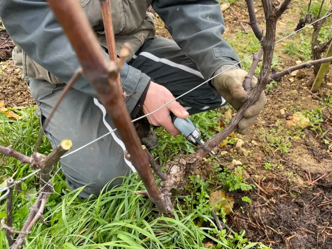Un vigneron taille une vigne en hiver, un moment cl&eacute; pour savoir quand tailler la vigne afin d'assurer une belle r&eacute;colte.