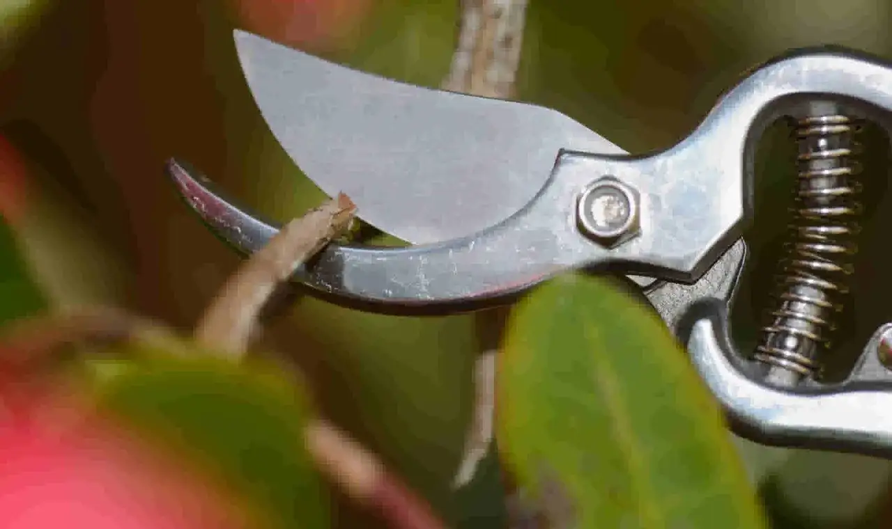 Un sécateur argenté prêt à tailler un rhododendron. Les lames sont ouvertes, prêtes à couper une petite branche.