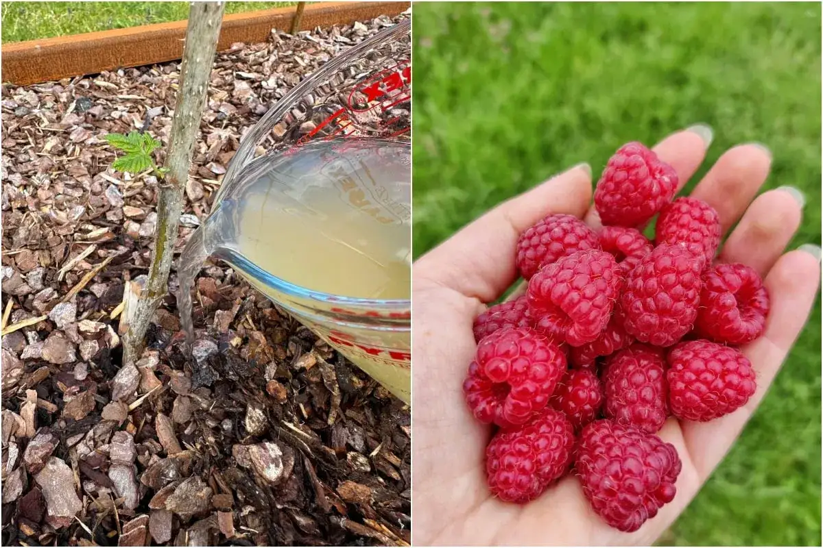 Arrosage d'un jeune framboisier avec un engrais liquide. Une main tient une récolte de framboises rouges et juteuses.