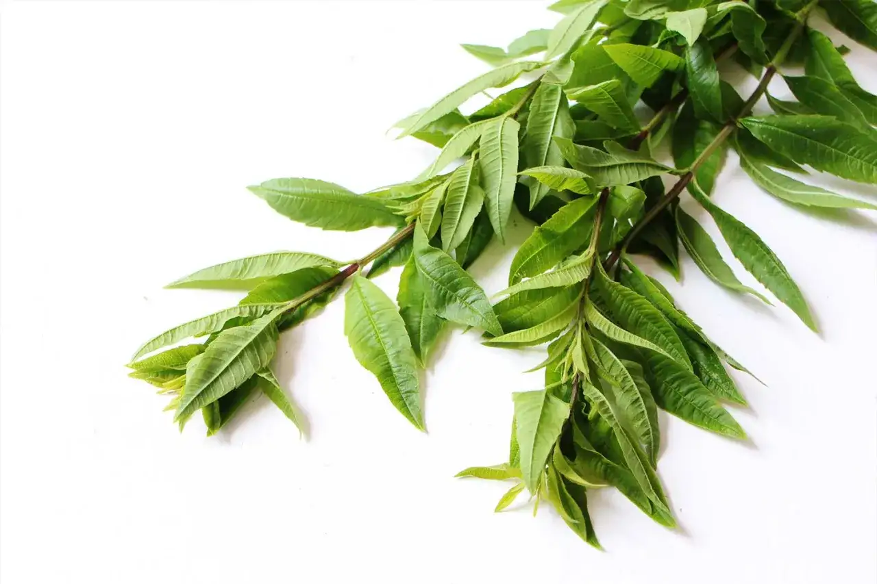Des brins de verveine fraîche, prêts à être cueillis pour le séchage, sur fond blanc.
