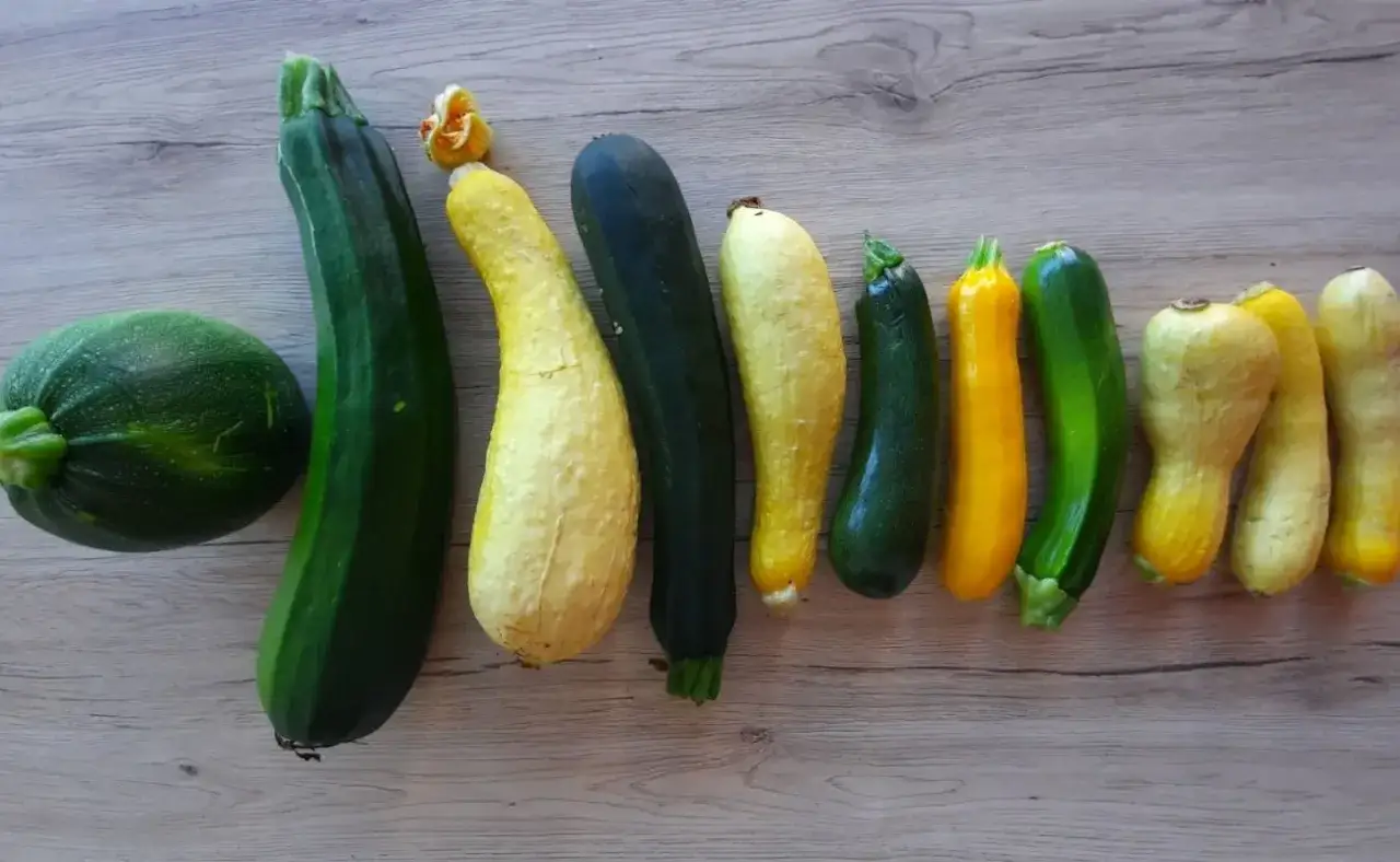 Une belle variété de courgettes, rondes, longues, vertes et jaunes, alignées sur un fond en bois.