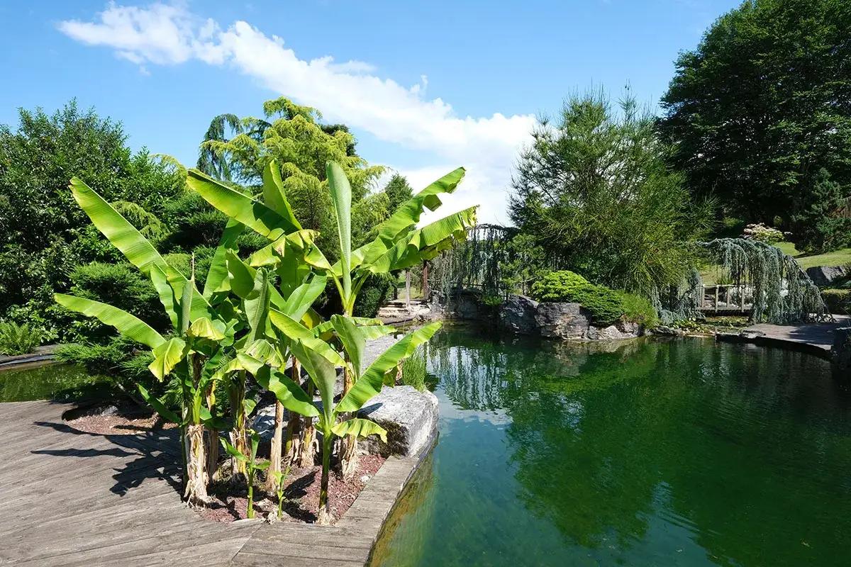 Un jeune bananier est planté près d'un étang paisible, entouré de verdure luxuriante et d'un pont en bois.