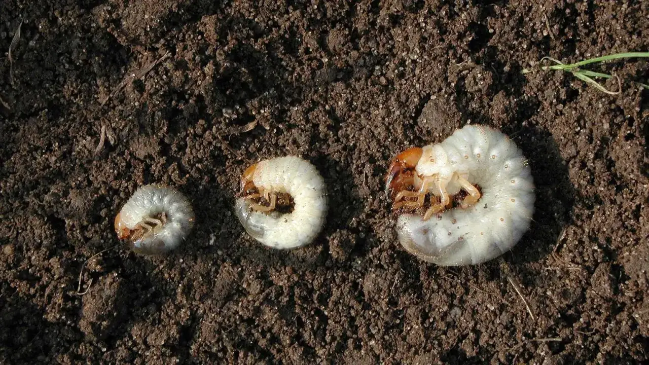 Trois gros vers blancs, de tailles diff&eacute;rentes, rampent dans la terre sombre.