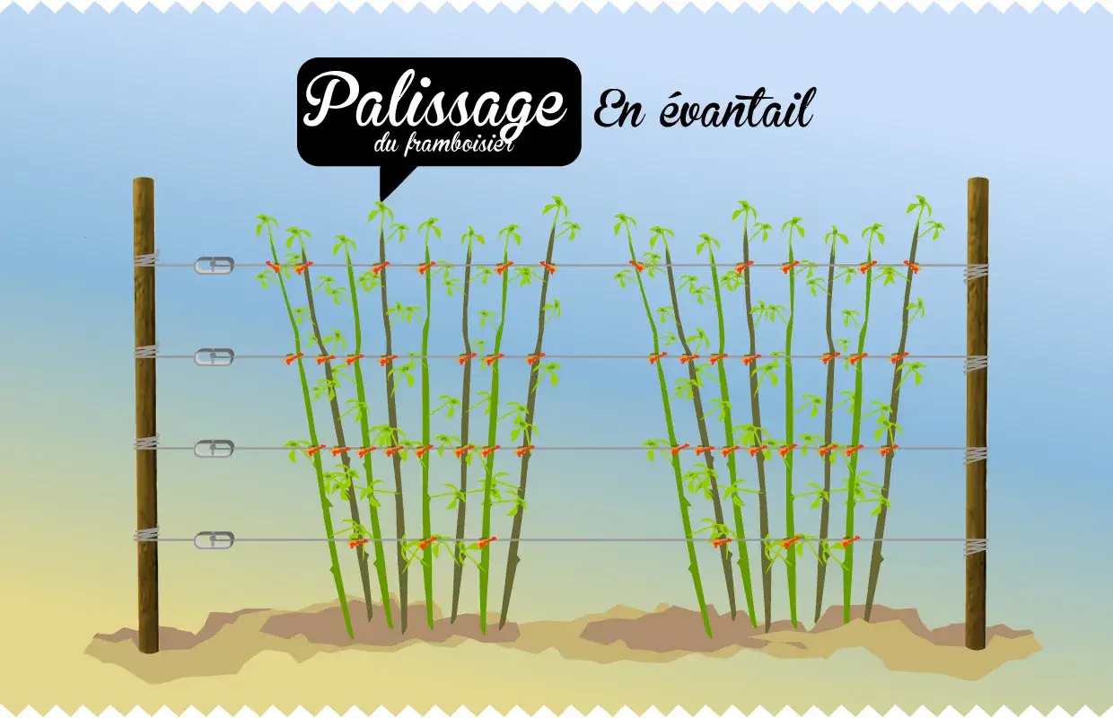 Palissage en éventail d'une plantation de framboisier. Les cannes sont attachées à des fils tendus entre deux piquets.