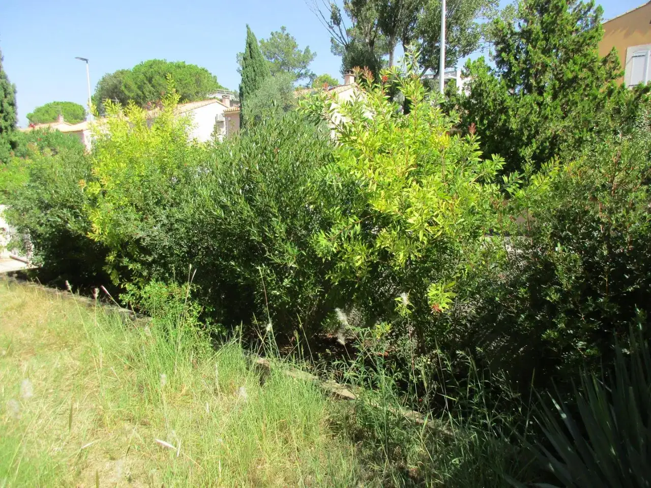 Une haie vive luxuriante borde un jardin, avec des maisons et des arbres en arri&egrave;re-plan sous un ciel bleu clair.