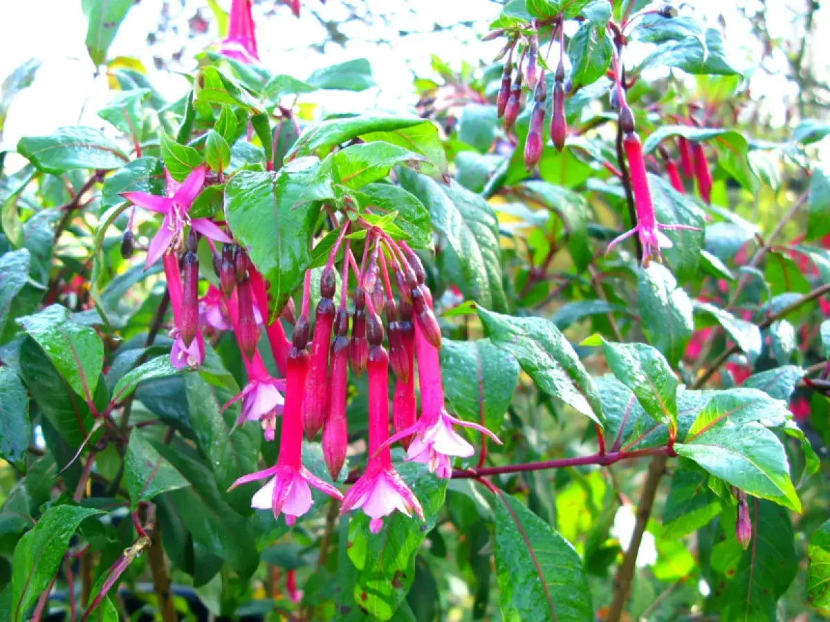 Fleurs de fuschia en exposition, aux couleurs vives et aux formes élégantes, se balançant doucement.