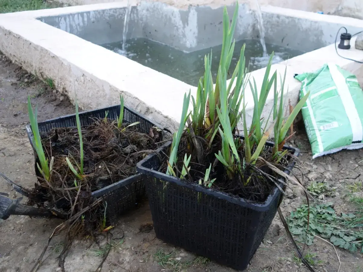 Deux paniers de plantation d'iris prêts à être installés dans le bassin.