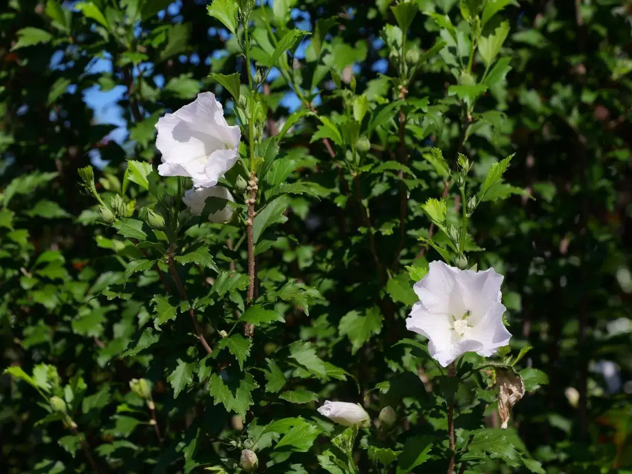 Deux fleurs blanches de *Hibiscus syriacus* s'épanouissent sur un fond de feuillage vert luxuriant.