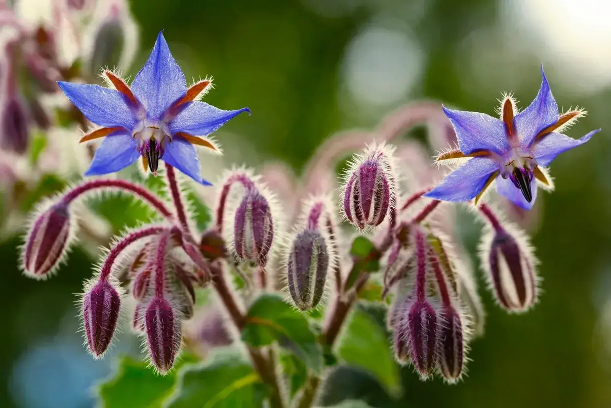 Fleurs bleues étoilées et bourgeons velus, une partie de la liste des fleurs comestibles.