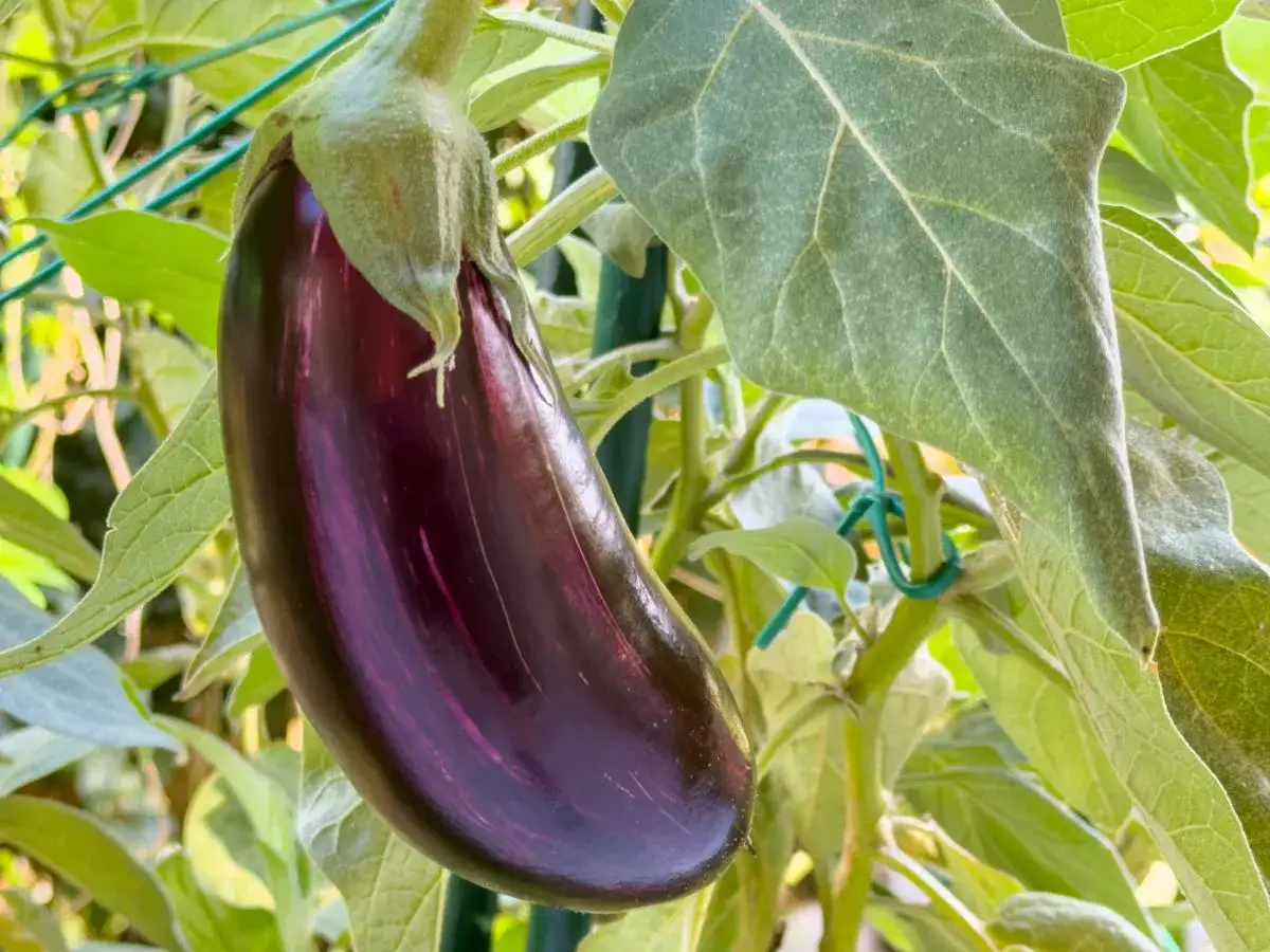 Une aubergine violette stri&eacute;e, pr&ecirc;te &agrave; &ecirc;tre cueillie &agrave; pleine maturit&eacute;, pend sur sa tige au milieu de feuilles vertes.