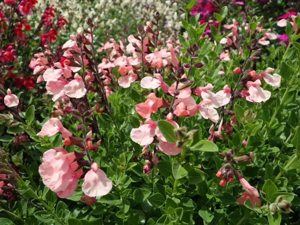 Un parterre de sauge de Graham aux fleurs roses pâles, avec des touches de rouge et de blanc en arrière-plan.