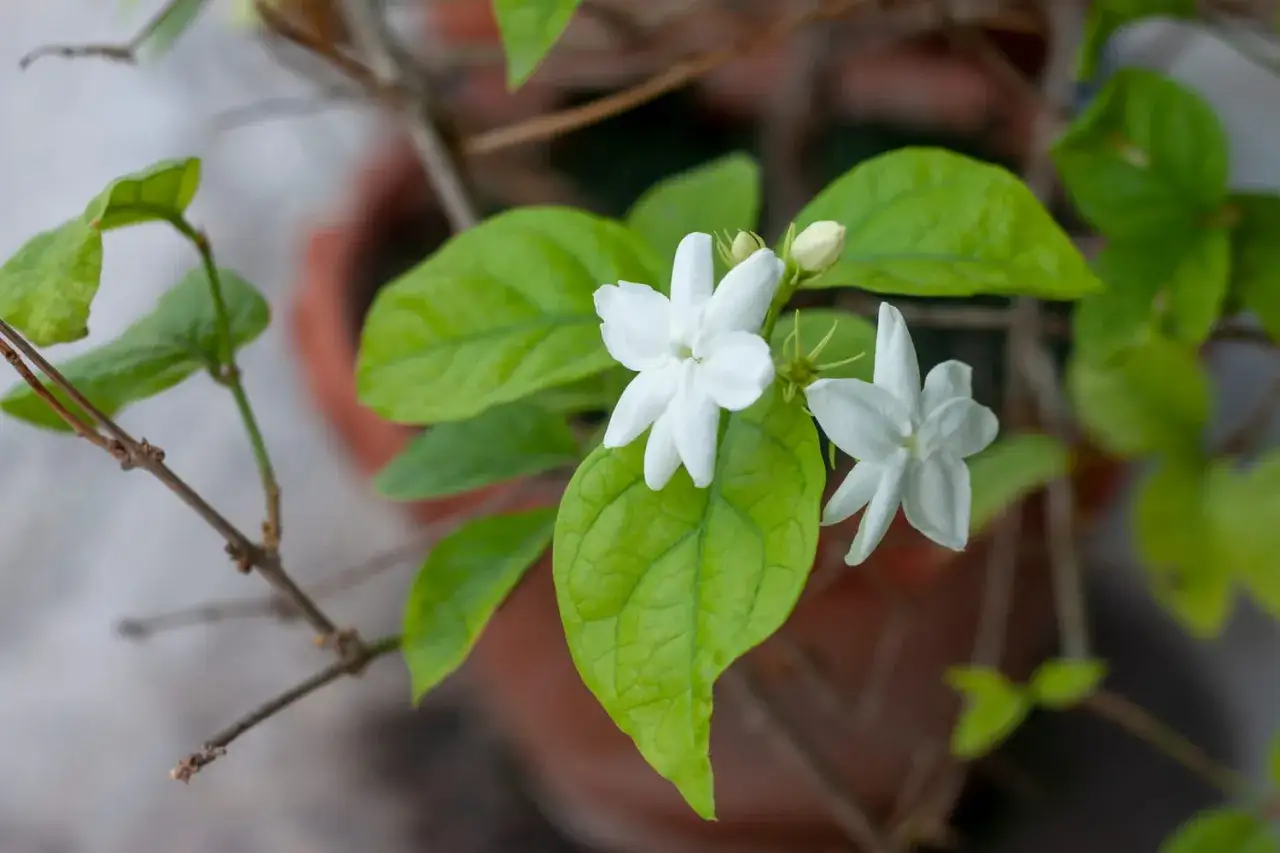 Fleurs blanches de jasmin d'intérieur, parfaites pour un entretien facile et un parfum subtil.