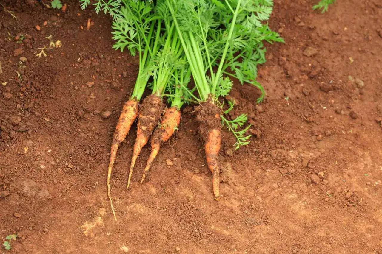 Des carottes fraîchement déterrées, prêtes à être replantées ou cuisinées. Un beau résultat après avoir décidé de semer des carottes.