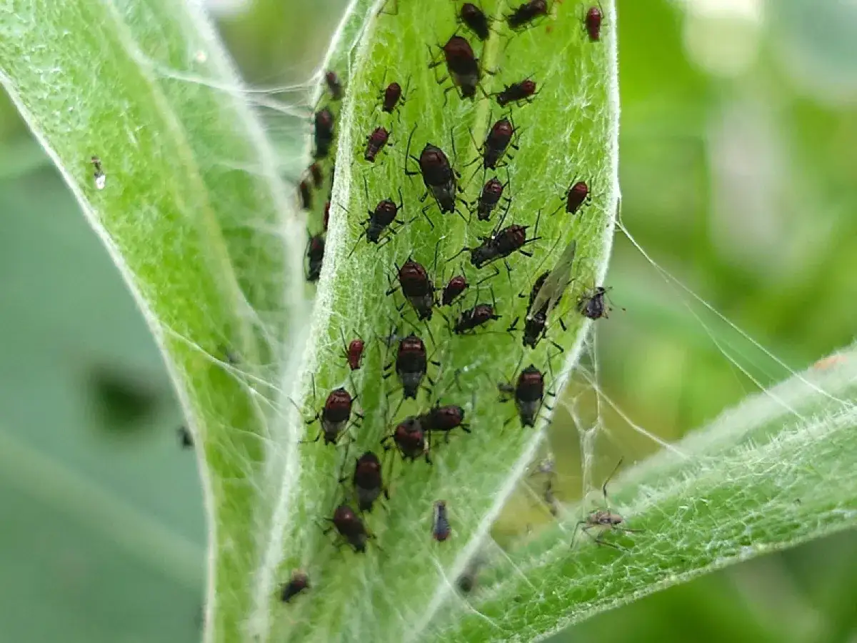 Une colonie de pucerons noirs se nourrit sur une feuille verte, signe qu'il faut lutter contre les pucerons.