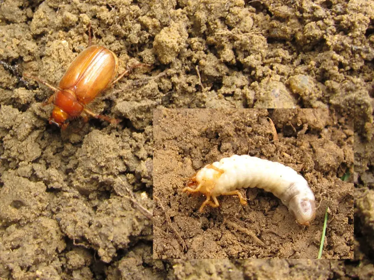 Un hanneton brun et sa larve, la larve de hanneton, dans la terre.
