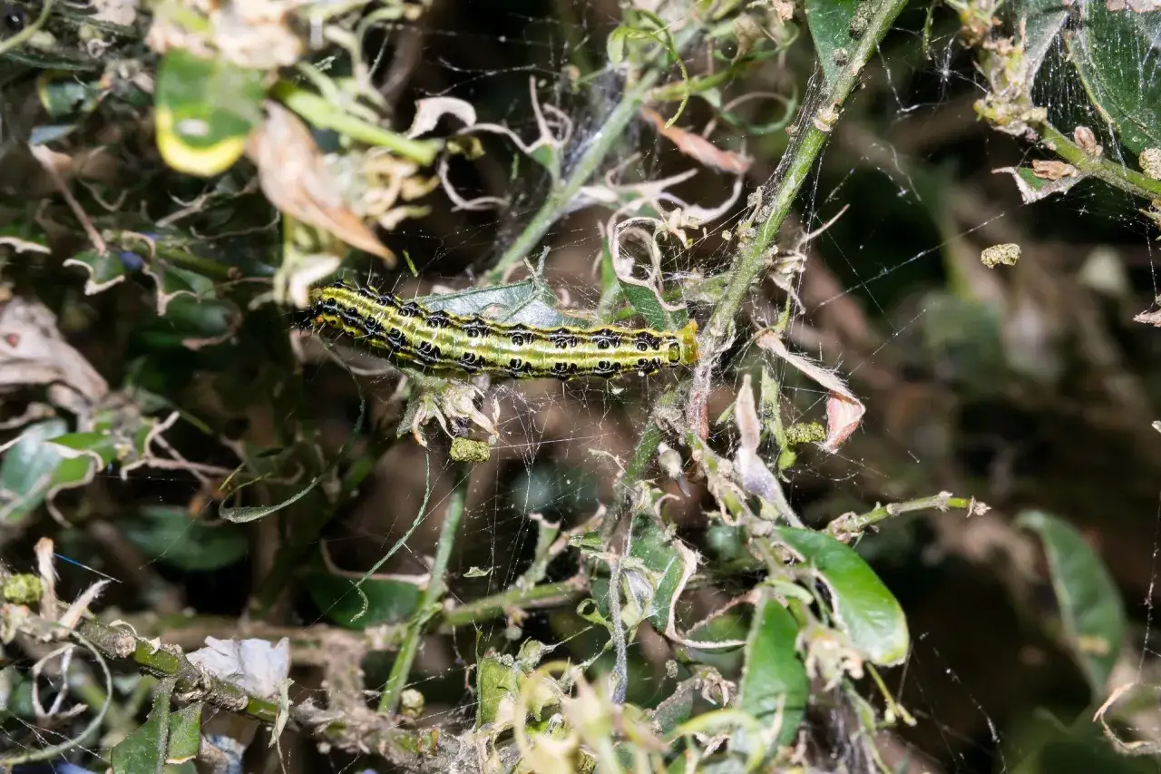 Une chenille verte et noire, la pyrale du buis, se faufile dans sa toile sur un buis dévoré.