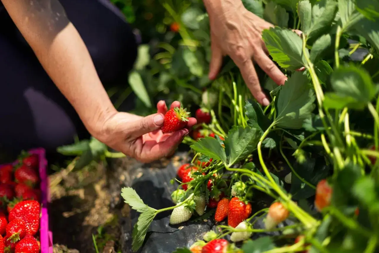Main d'une personne cueillant une fraise mûre, dans le cadre d'un entretien fraisier. Des fraises rouges et vertes sont visibles sur les plants.