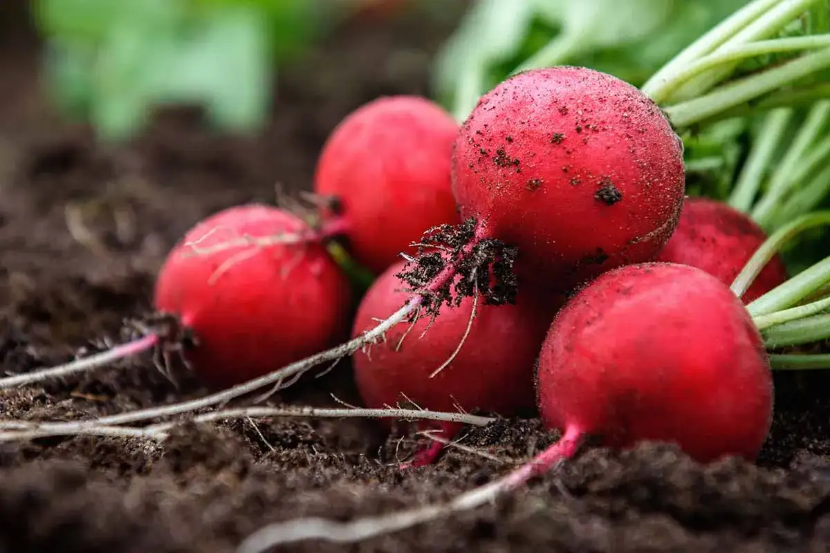 Des radis rouges fraîchement cueillis dans la terre. Leur piquant, une défense naturelle, est un mystère fascinant.