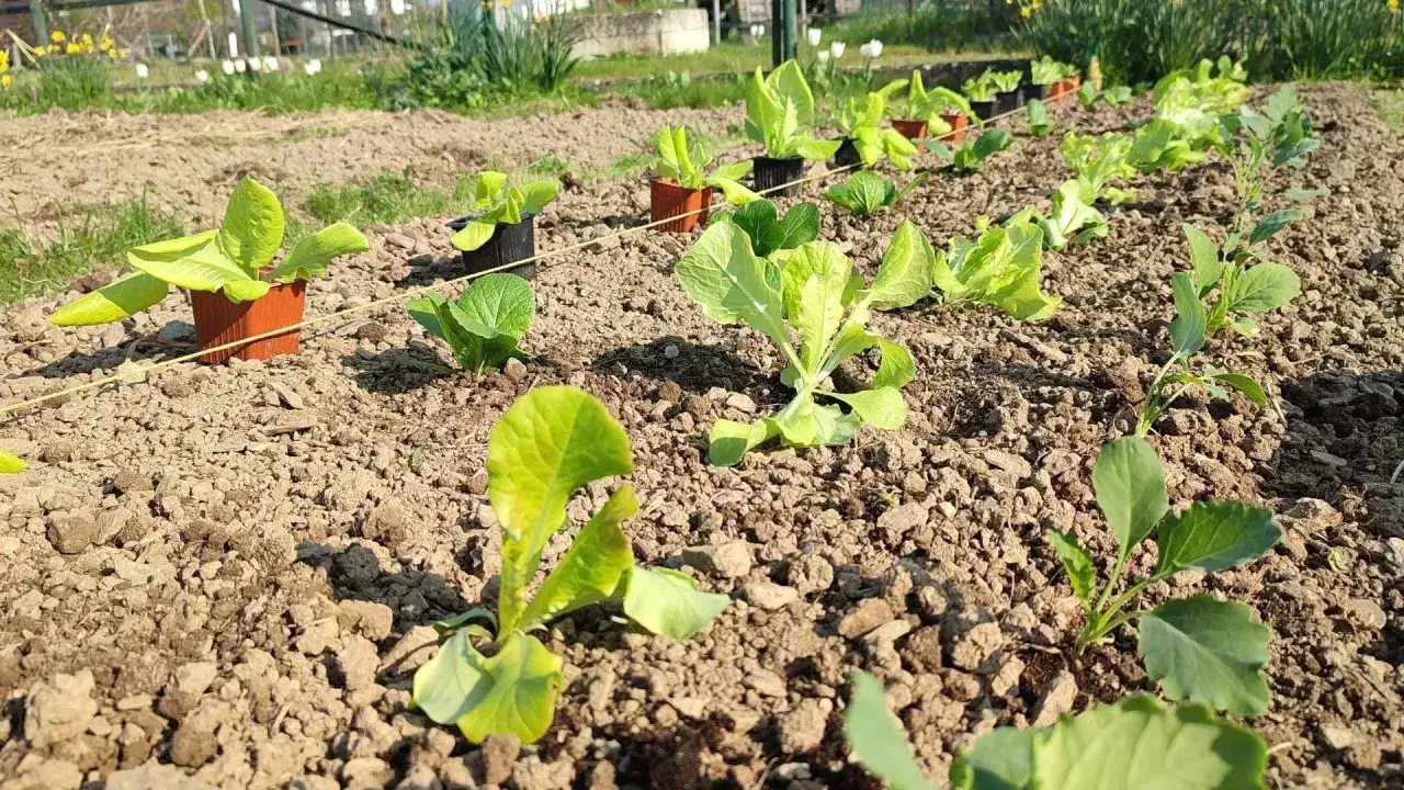 Jeunes plants de salades prêts à repiquer dans un potager ensoleillé.