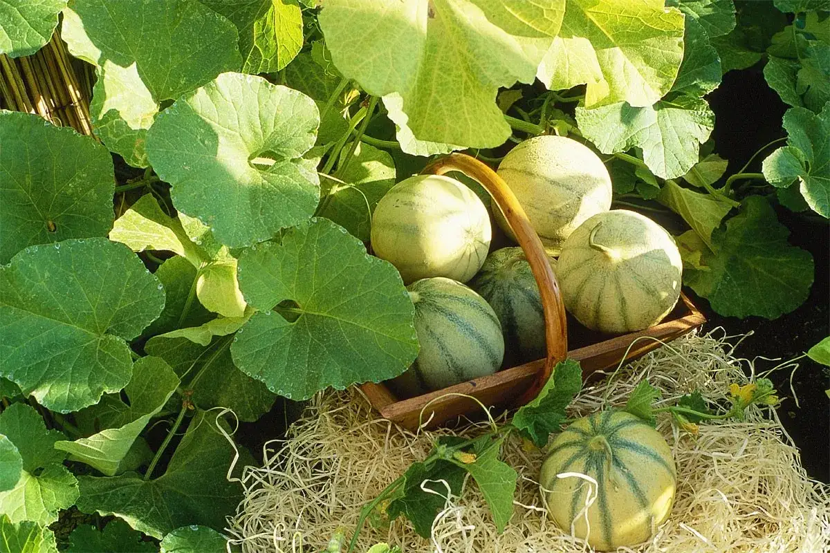 Petits melons rayés dans un panier en bois, entourés de feuilles vertes luxuriantes. La culture du melon est une tradition estivale.