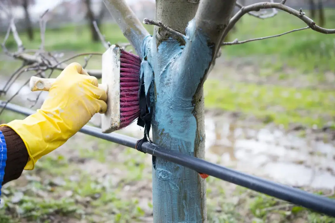 Application d'un badigeon bleu sur le tronc d'un arbre fruitier pour la protection des arbres fruitiers contre les insectes.