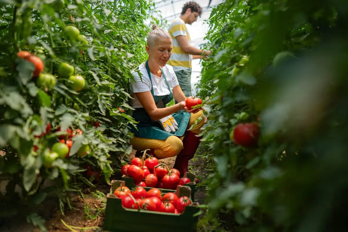 Une femme r&eacute;colte des tomates rouges dans une serre, suivant un truc de grand-m&egrave;re pour avoir de belles tomates. Un homme travaille &agrave; l'arri&egrave;re-plan.