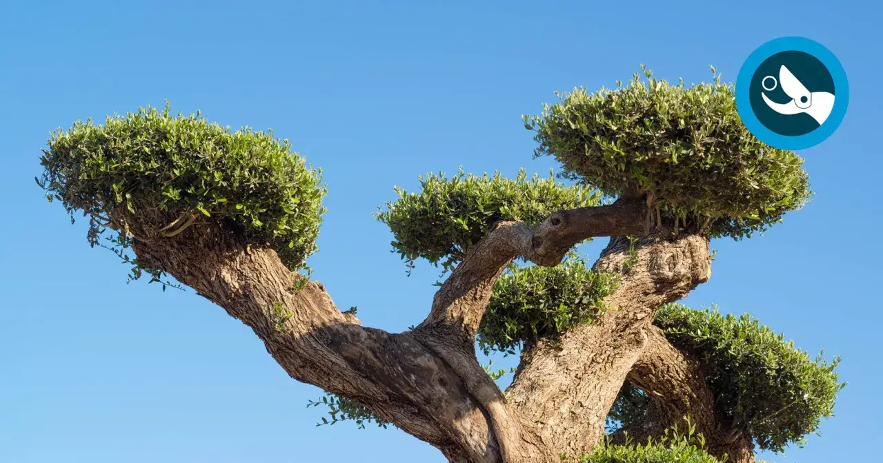 Un olivier aux formes sculptées, idéal pour apprendre comment tailler un olivier trop haut. Le ciel bleu en arrière-plan souligne sa silhouette.