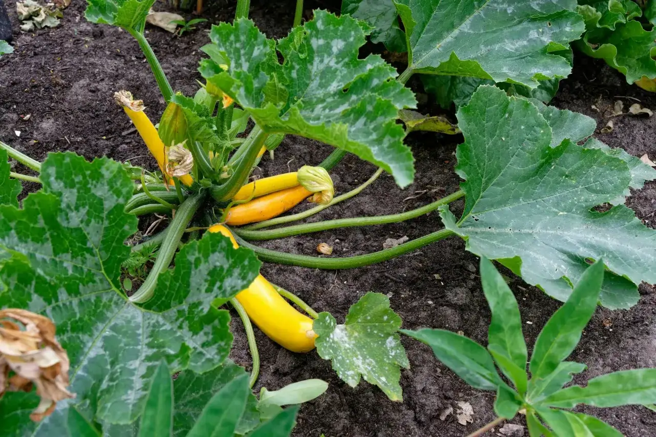 Courgettes jaunes poussent sur le sol, certaines feuilles montrent des signes d'oidium.