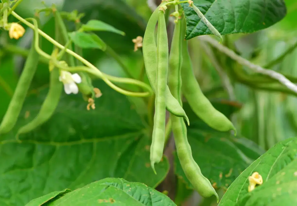 Des haricots &agrave; rames verts et longs pendent de leur plante, avec quelques fleurs blanches et jaunes &eacute;parses.