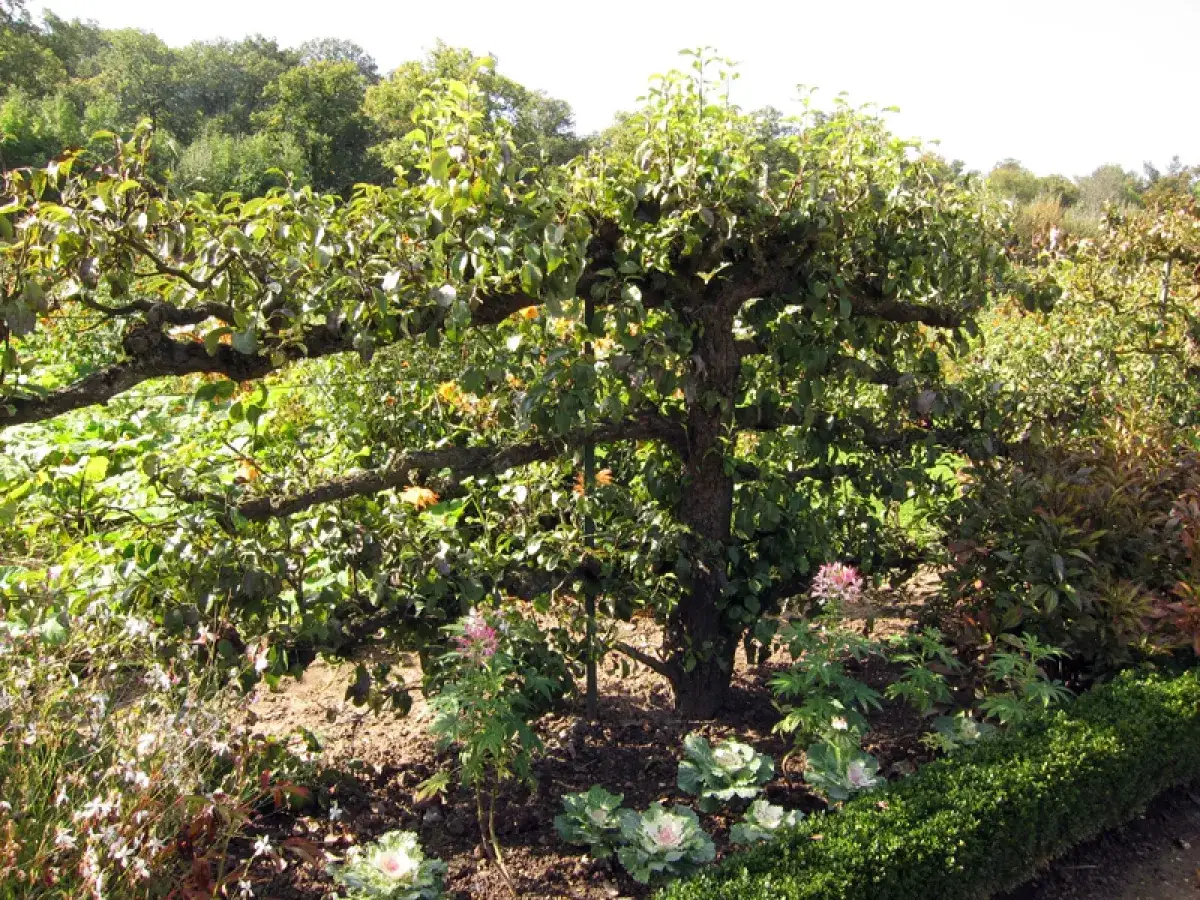 Un pommier taillé en espalier, ses branches s'étalent horizontalement. Des fleurs roses et des choux ornent le parterre.