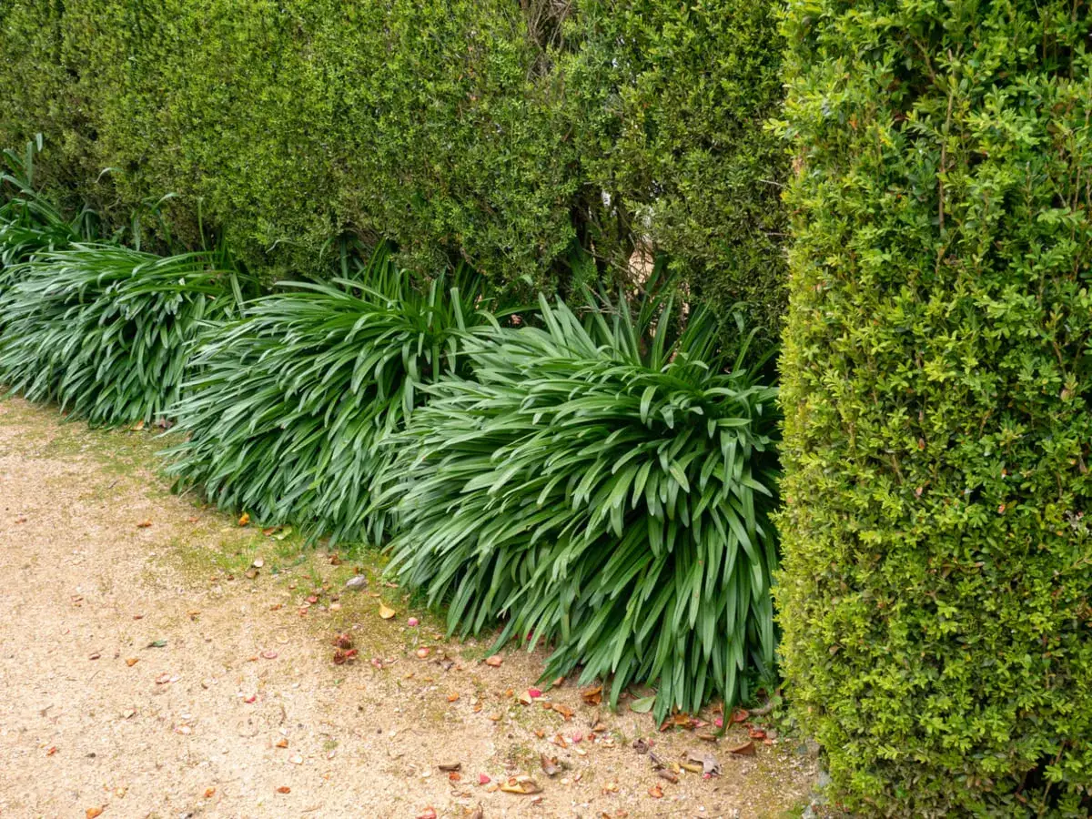 Des agapanthes luxuriantes bordent un chemin de gravier. Si les vôtres ne fleurissent pas, vérifiez leur exposition et leur sol.