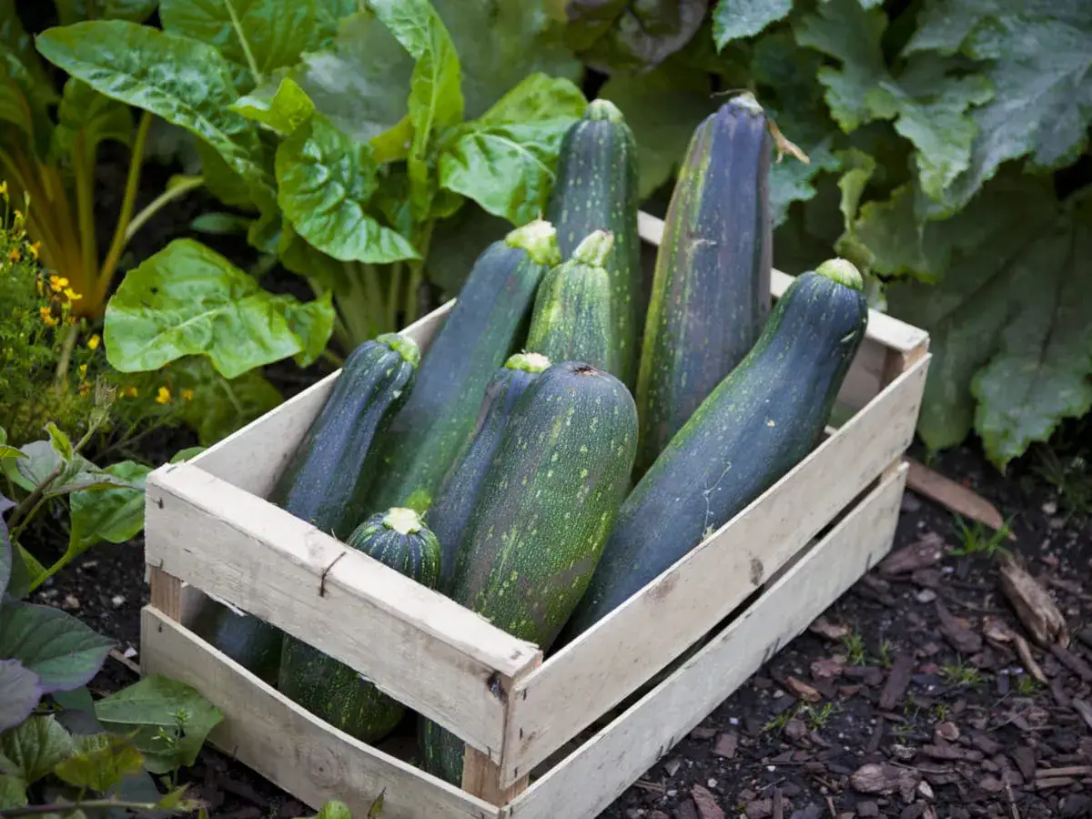 Une caisse en bois remplie de courgettes sombres et vertes, prêtes pour la récolte. Le moment idéal quand ramasser les courgettes.