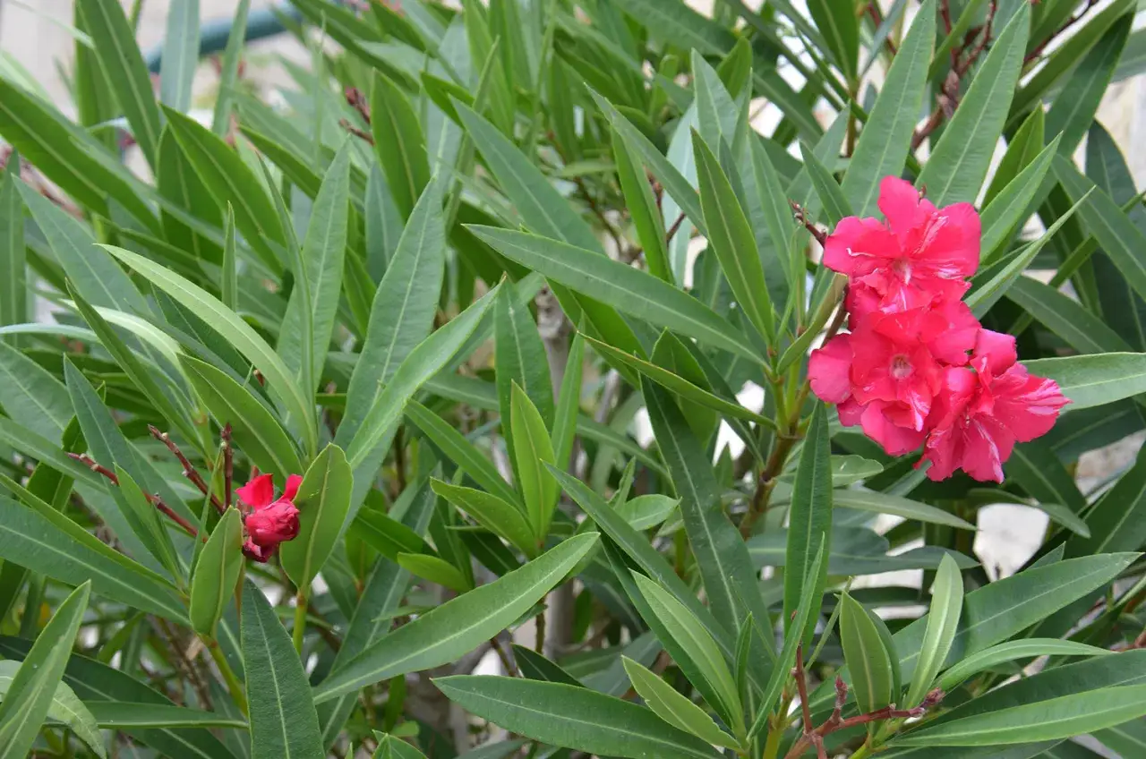 Fleurs roses vives sur un buisson de laurier rose toxique, aux longues feuilles vertes.