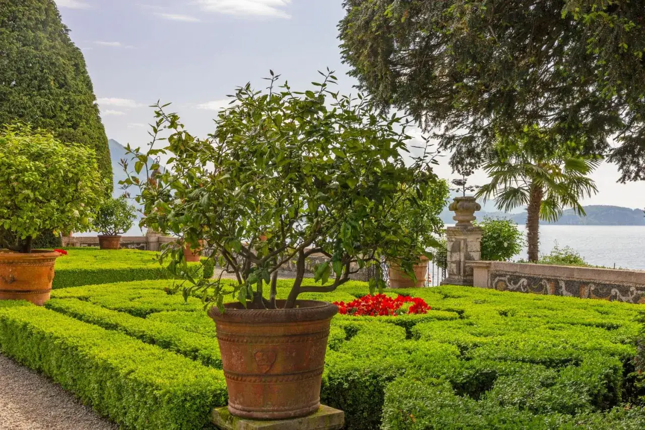 Un bel citronnier en pot tr&ocirc;ne au milieu d'un jardin &agrave; la fran&ccedil;aise, avec des parterres de buis taill&eacute;s et des fleurs rouges &eacute;clatantes.