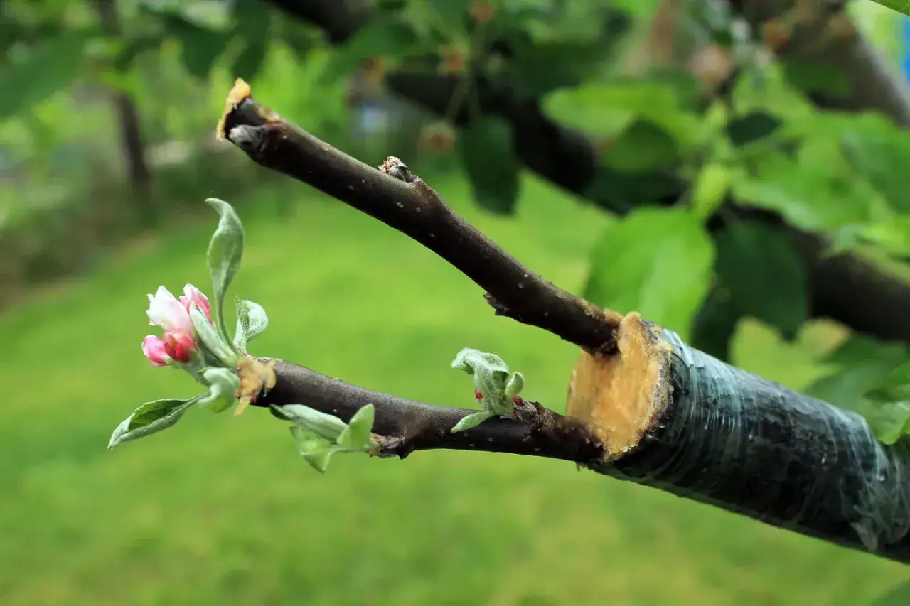 Une greffe d'abricotier réussie, avec de nouvelles pousses et des bourgeons floraux roses.
