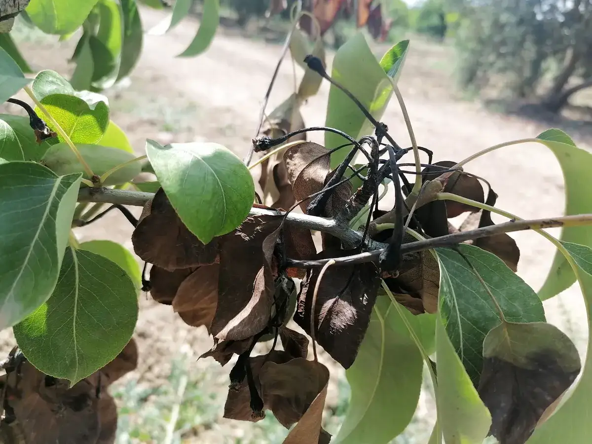 Feu bactérien poirier : des feuilles brunies et desséchées sur une branche, signe de la maladie.